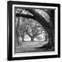 Oak Alley, West Row-William Guion-Framed Art Print