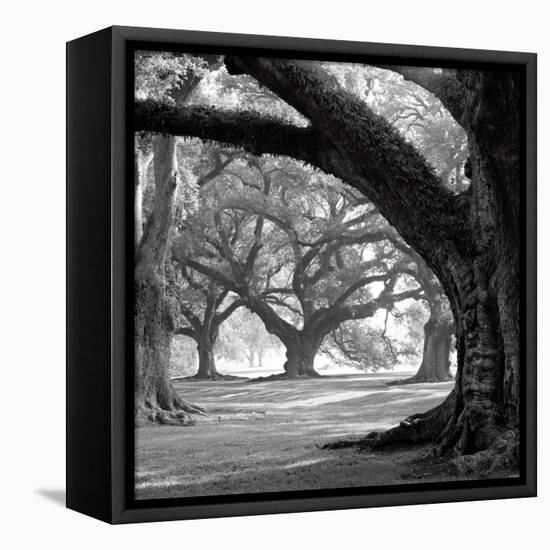 Oak Alley, West Row-William Guion-Framed Stretched Canvas