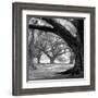 Oak Alley, West Row-William Guion-Framed Art Print