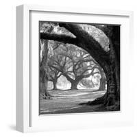 Oak Alley, West Row-William Guion-Framed Art Print