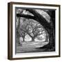 Oak Alley, West Row-William Guion-Framed Art Print