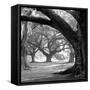 Oak Alley, West Row-William Guion-Framed Stretched Canvas