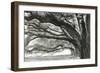 Oak Alley-Jill Tishman-Framed Giclee Print