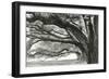 Oak Alley-Jill Tishman-Framed Giclee Print