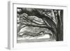 Oak Alley-Jill Tishman-Framed Giclee Print