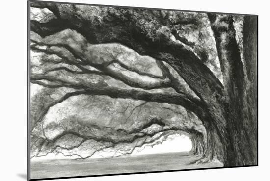 Oak Alley-Jill Tishman-Mounted Giclee Print