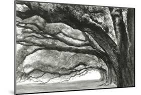 Oak Alley-Jill Tishman-Mounted Giclee Print