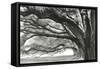 Oak Alley-Jill Tishman-Framed Stretched Canvas
