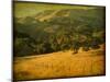 Oak and Fence-William Guion-Mounted Photographic Print