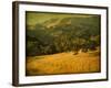 Oak and Fence-William Guion-Framed Photographic Print