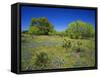 Oak and Mesquite Tree with Bluebonnets, Low Bladderpod, Texas Hill Country, Texas, USA-Adam Jones-Framed Stretched Canvas