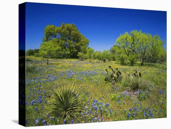 Oak and Mesquite Tree with Bluebonnets, Low Bladderpod, Texas Hill Country, Texas, USA-Adam Jones-Stretched Canvas