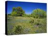 Oak and Mesquite Tree with Bluebonnets, Low Bladderpod, Texas Hill Country, Texas, USA-Adam Jones-Stretched Canvas