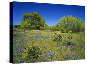 Oak and Mesquite Tree with Bluebonnets, Low Bladderpod, Texas Hill Country, Texas, USA-Adam Jones-Stretched Canvas