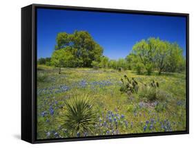 Oak and Mesquite Tree with Bluebonnets, Low Bladderpod, Texas Hill Country, Texas, USA-Adam Jones-Framed Stretched Canvas