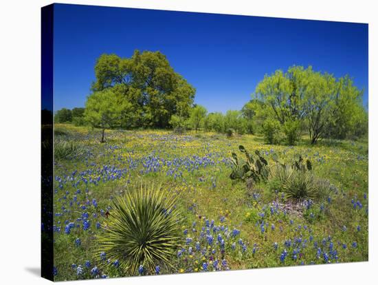 Oak and Mesquite Tree with Bluebonnets, Low Bladderpod, Texas Hill Country, Texas, USA-Adam Jones-Stretched Canvas