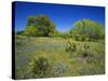 Oak and Mesquite Tree with Bluebonnets, Low Bladderpod, Texas Hill Country, Texas, USA-Adam Jones-Stretched Canvas