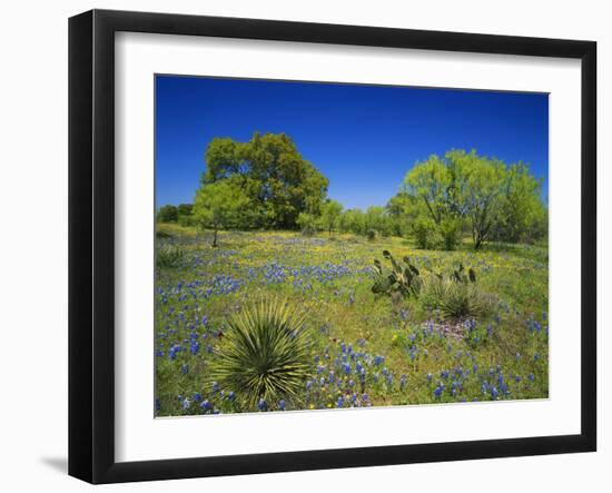 Oak and Mesquite Tree with Bluebonnets, Low Bladderpod, Texas Hill Country, Texas, USA-Adam Jones-Framed Photographic Print