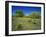 Oak and Mesquite Tree with Bluebonnets, Low Bladderpod, Texas Hill Country, Texas, USA-Adam Jones-Framed Photographic Print