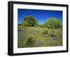 Oak and Mesquite Tree with Bluebonnets, Low Bladderpod, Texas Hill Country, Texas, USA-Adam Jones-Framed Photographic Print