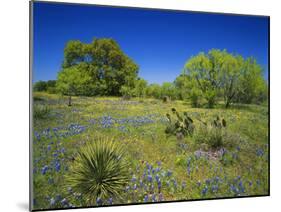 Oak and Mesquite Tree with Bluebonnets, Low Bladderpod, Texas Hill Country, Texas, USA-Adam Jones-Mounted Photographic Print