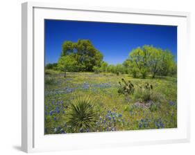 Oak and Mesquite Tree with Bluebonnets, Low Bladderpod, Texas Hill Country, Texas, USA-Adam Jones-Framed Photographic Print