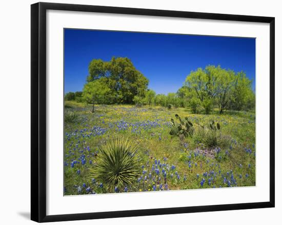 Oak and Mesquite Tree with Bluebonnets, Low Bladderpod, Texas Hill Country, Texas, USA-Adam Jones-Framed Photographic Print