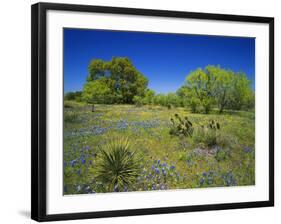 Oak and Mesquite Tree with Bluebonnets, Low Bladderpod, Texas Hill Country, Texas, USA-Adam Jones-Framed Photographic Print