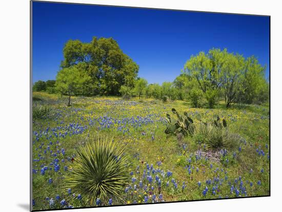 Oak and Mesquite Tree with Bluebonnets, Low Bladderpod, Texas Hill Country, Texas, USA-Adam Jones-Mounted Photographic Print