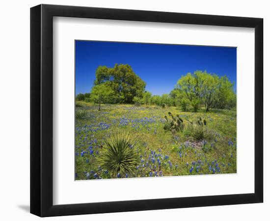 Oak and Mesquite Tree with Bluebonnets, Low Bladderpod, Texas Hill Country, Texas, USA-Adam Jones-Framed Photographic Print