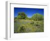 Oak and Mesquite Tree with Bluebonnets, Low Bladderpod, Texas Hill Country, Texas, USA-Adam Jones-Framed Photographic Print
