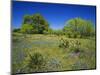 Oak and Mesquite Tree with Bluebonnets, Low Bladderpod, Texas Hill Country, Texas, USA-Adam Jones-Mounted Photographic Print