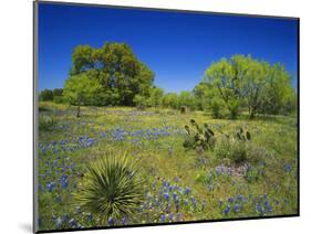 Oak and Mesquite Tree with Bluebonnets, Low Bladderpod, Texas Hill Country, Texas, USA-Adam Jones-Mounted Photographic Print
