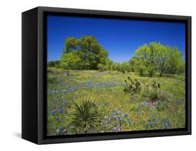 Oak and Mesquite Tree with Bluebonnets, Low Bladderpod, Texas Hill Country, Texas, USA-Adam Jones-Framed Stretched Canvas