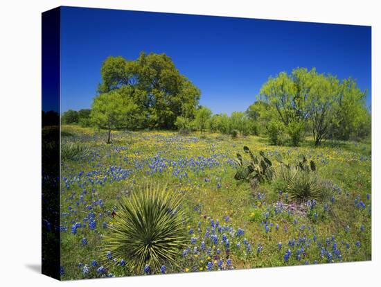 Oak and Mesquite Tree with Bluebonnets, Low Bladderpod, Texas Hill Country, Texas, USA-Adam Jones-Stretched Canvas