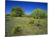 Oak and Mesquite Tree with Bluebonnets, Low Bladderpod, Texas Hill Country, Texas, USA-Adam Jones-Stretched Canvas