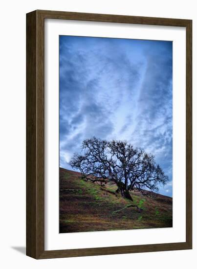 Oak and Sky, Morning Hills of Petaluma, Northern California Trees-Vincent James-Framed Photographic Print