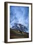 Oak and Sky, Morning Hills of Petaluma, Northern California Trees-Vincent James-Framed Photographic Print