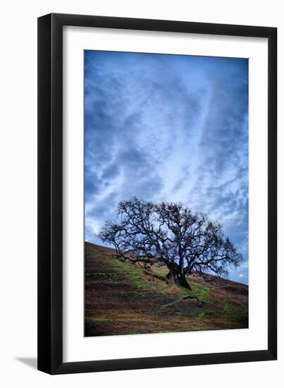 Oak and Sky, Morning Hills of Petaluma, Northern California Trees-Vincent James-Framed Photographic Print