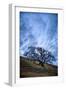 Oak and Sky, Morning Hills of Petaluma, Northern California Trees-Vincent James-Framed Photographic Print