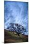 Oak and Sky, Morning Hills of Petaluma, Northern California Trees-Vincent James-Mounted Photographic Print