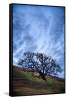 Oak and Sky, Morning Hills of Petaluma, Northern California Trees-Vincent James-Framed Stretched Canvas