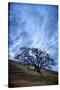 Oak and Sky, Morning Hills of Petaluma, Northern California Trees-Vincent James-Stretched Canvas