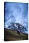 Oak and Sky, Morning Hills of Petaluma, Northern California Trees-Vincent James-Stretched Canvas