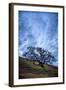 Oak and Sky, Morning Hills of Petaluma, Northern California Trees-Vincent James-Framed Photographic Print