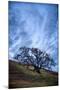 Oak and Sky, Morning Hills of Petaluma, Northern California Trees-Vincent James-Mounted Photographic Print