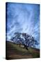 Oak and Sky, Morning Hills of Petaluma, Northern California Trees-Vincent James-Stretched Canvas