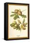Oak Apple Acorn-W.h.j. Boot-Framed Stretched Canvas