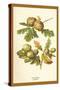 Oak Apple Acorn-W.h.j. Boot-Stretched Canvas