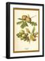 Oak Apple Acorn-W.h.j. Boot-Framed Art Print